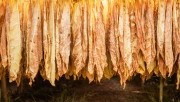 Nigeria’s Tobacco Market: Revenue Growth and Consumer Trends